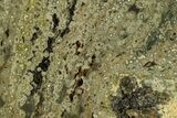 Orbicular Ocean Jasper Slab - Madagascar #129848-1